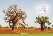 Burkina Faso : huile de baobab