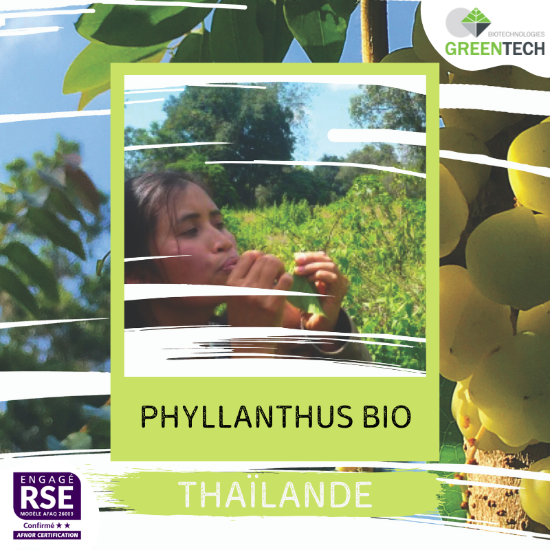 Nos filières historiques - #6 – Thaïlande : Phyllanthus BIO