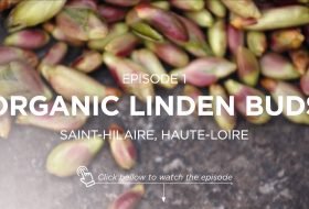 Greentech webseries Sourcing Linden buds Tilicine